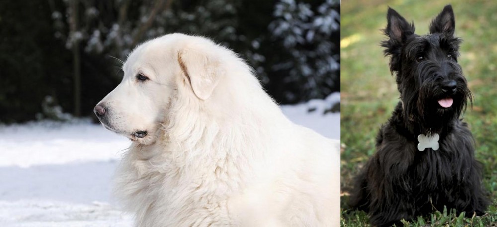 Scoland Terrier vs Great Pyrenees - Breed Comparison