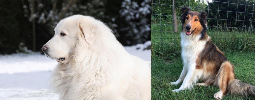 Scotch Collie vs Great Pyrenees - Breed Comparison