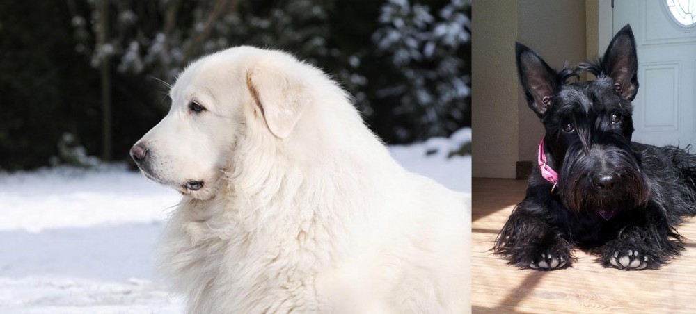 Scottish Terrier vs Great Pyrenees - Breed Comparison