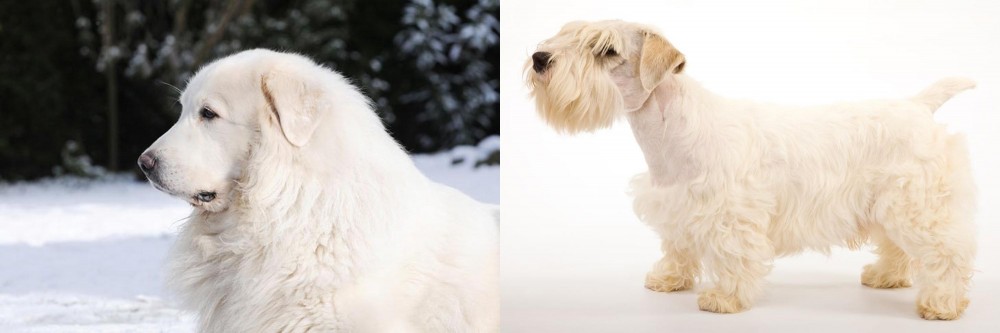 Sealyham Terrier vs Great Pyrenees - Breed Comparison