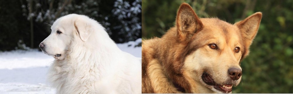 Seppala Siberian Sleddog vs Great Pyrenees - Breed Comparison