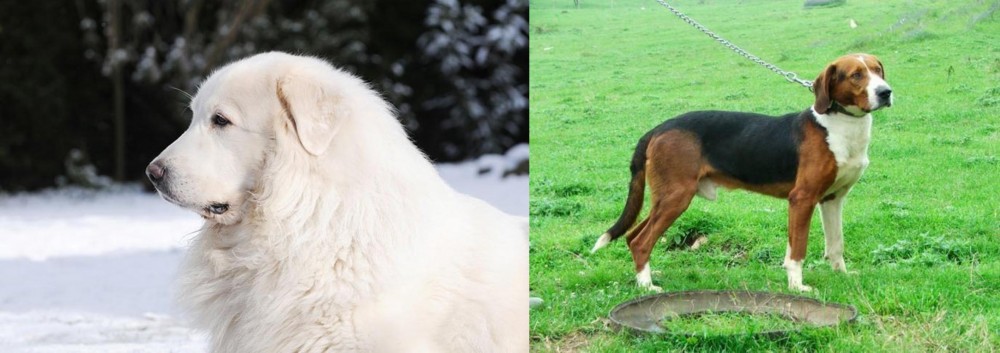 Serbian Tricolour Hound vs Great Pyrenees - Breed Comparison