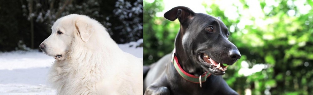 Shepard Labrador vs Great Pyrenees - Breed Comparison