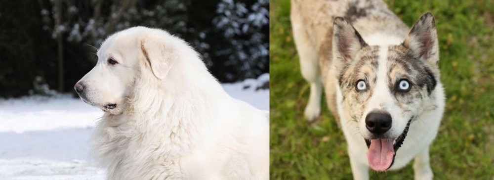 Shepherd Husky vs Great Pyrenees - Breed Comparison