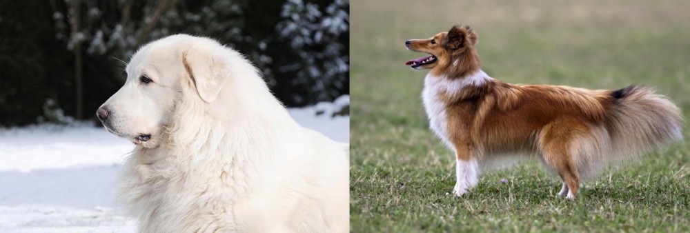 Shetland Sheepdog vs Great Pyrenees - Breed Comparison