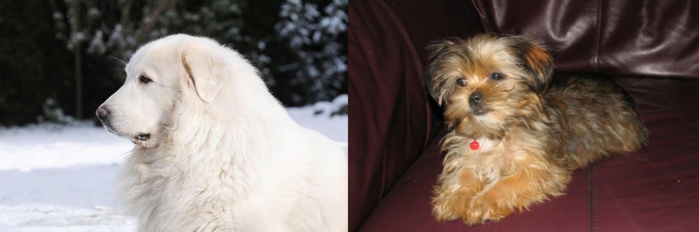 Shorkie vs Great Pyrenees - Breed Comparison