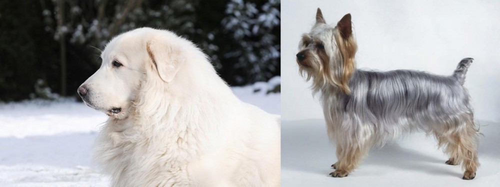 Silky Terrier vs Great Pyrenees - Breed Comparison