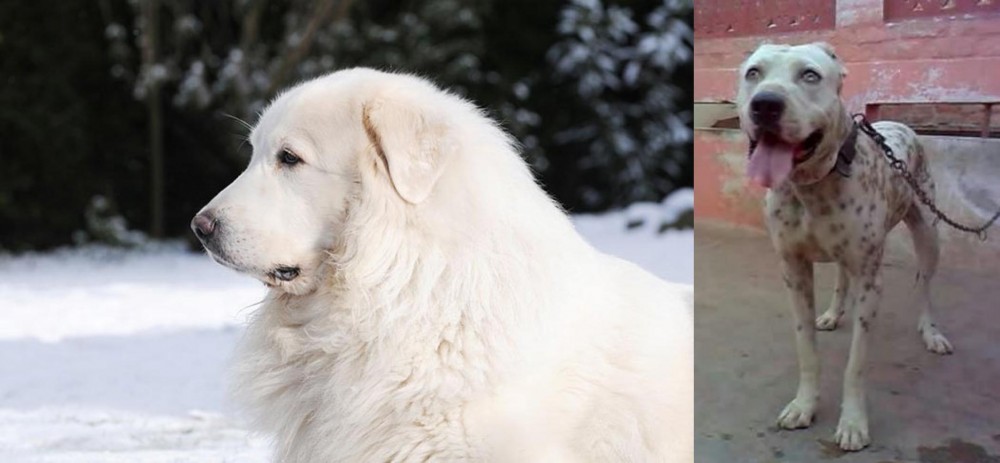 Sindh Mastiff vs Great Pyrenees - Breed Comparison