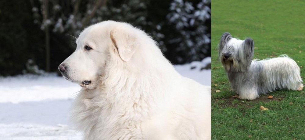Skye Terrier vs Great Pyrenees - Breed Comparison