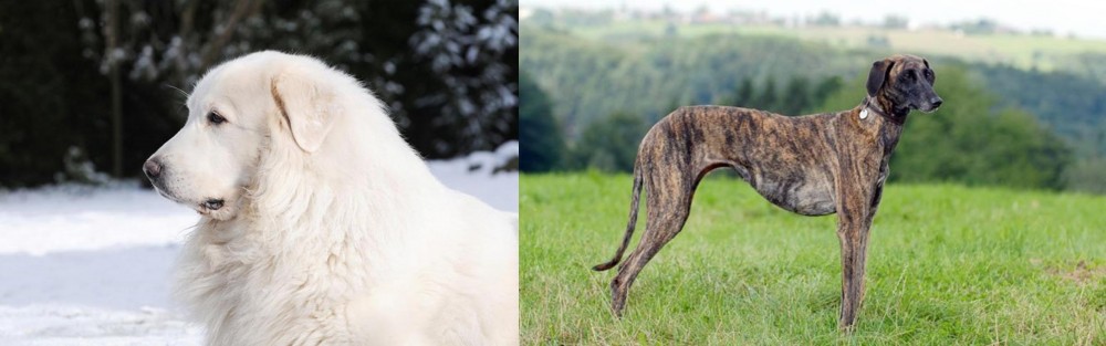 Sloughi vs Great Pyrenees - Breed Comparison