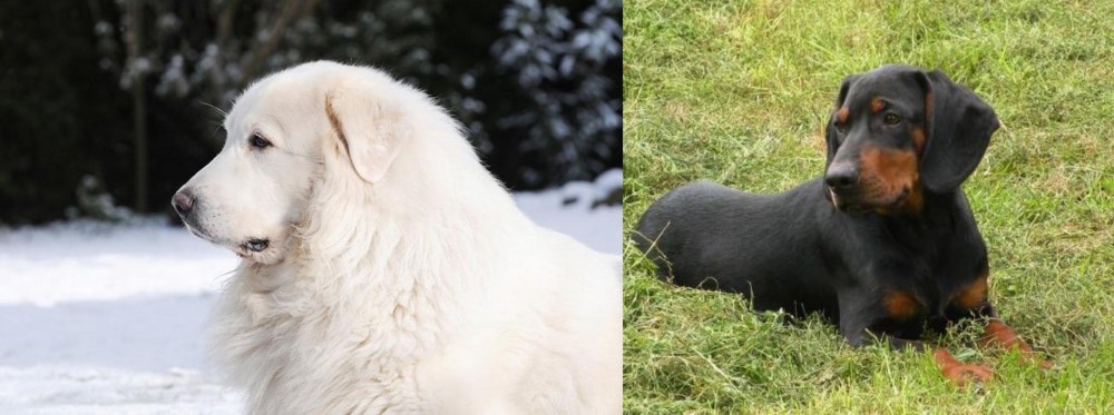 Slovakian Hound vs Great Pyrenees - Breed Comparison