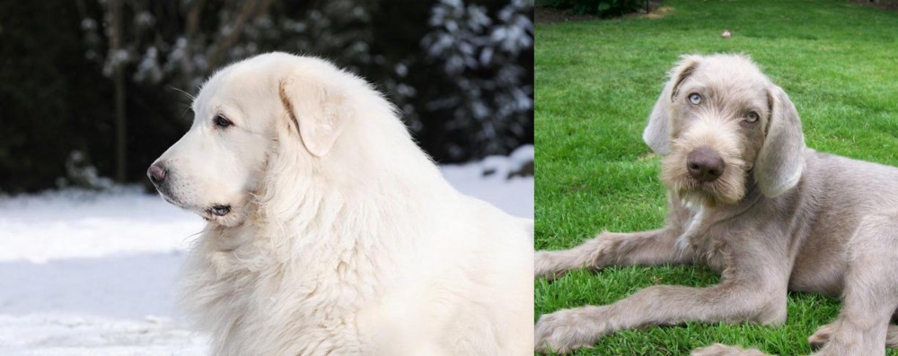 Slovakian Rough Haired Pointer vs Great Pyrenees - Breed Comparison