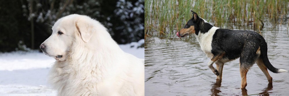 Smooth Collie vs Great Pyrenees - Breed Comparison