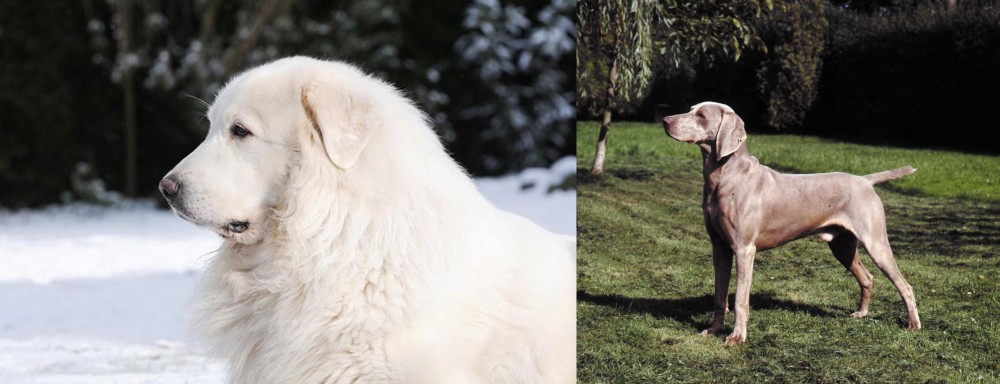 Smooth Haired Weimaraner vs Great Pyrenees - Breed Comparison