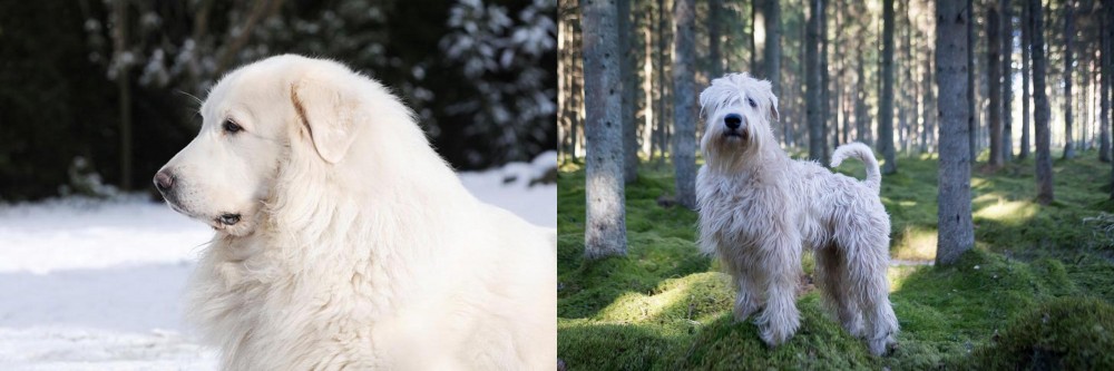 Soft-Coated Wheaten Terrier vs Great Pyrenees - Breed Comparison
