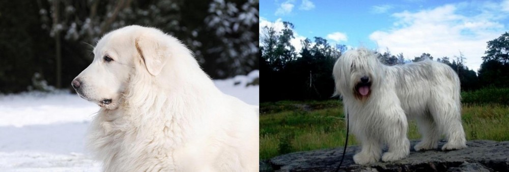 South Russian Ovcharka vs Great Pyrenees - Breed Comparison