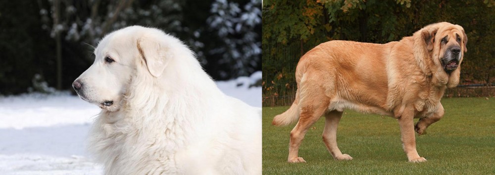 Spanish Mastiff vs Great Pyrenees - Breed Comparison