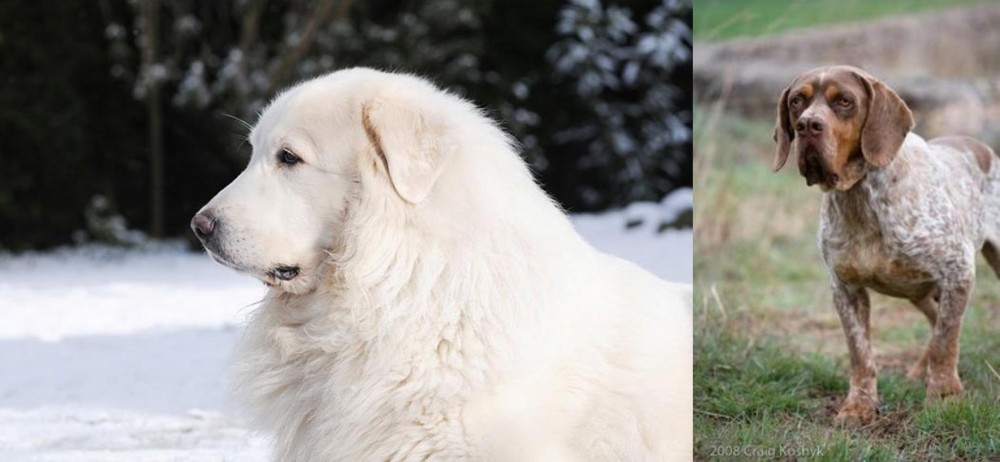 Spanish Pointer vs Great Pyrenees - Breed Comparison