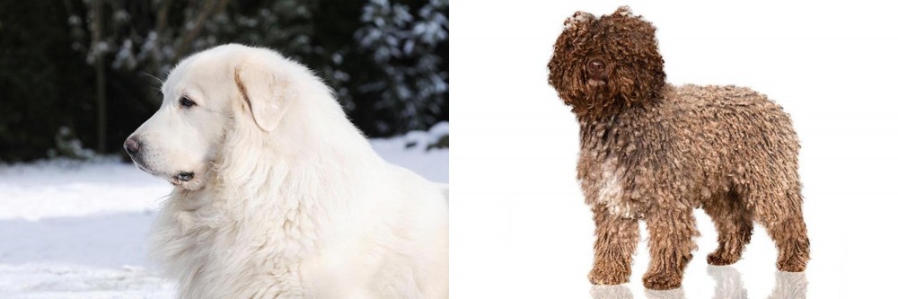 Spanish Water Dog vs Great Pyrenees - Breed Comparison