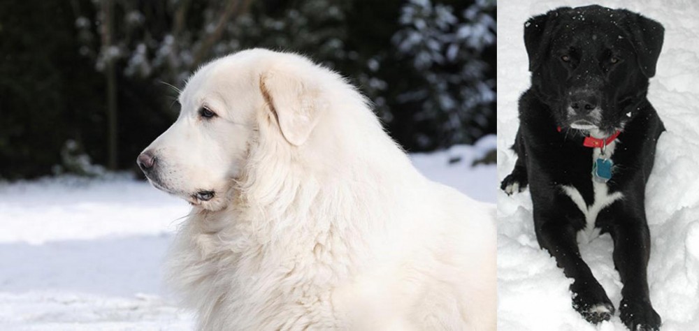 St. John's Water Dog vs Great Pyrenees - Breed Comparison