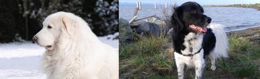 Stabyhoun vs Great Pyrenees - Breed Comparison