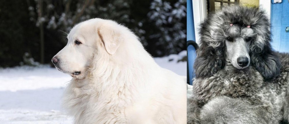 Standard Poodle vs Great Pyrenees - Breed Comparison