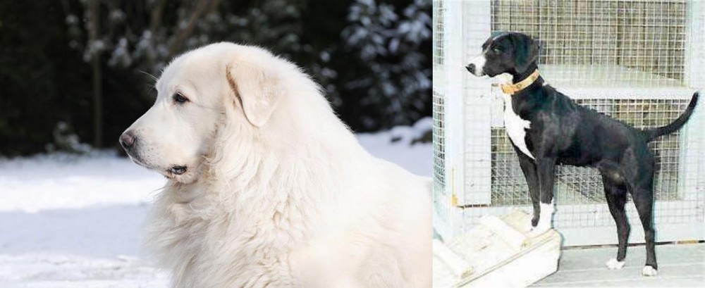 Stephens Stock vs Great Pyrenees - Breed Comparison