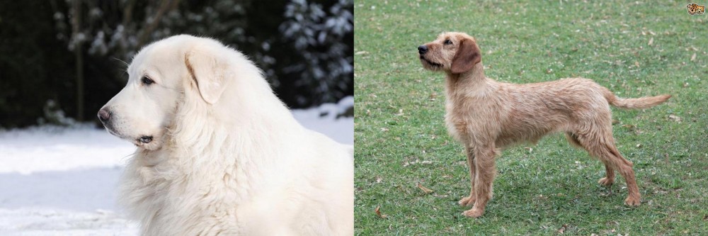 Styrian Coarse Haired Hound vs Great Pyrenees - Breed Comparison