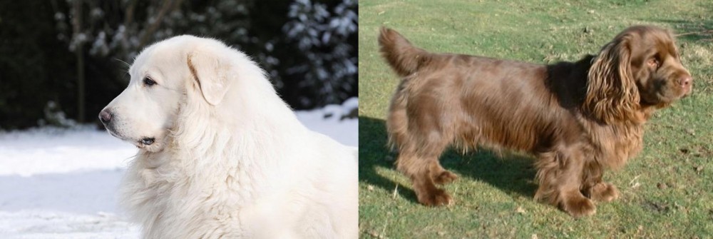 Sussex Spaniel vs Great Pyrenees - Breed Comparison