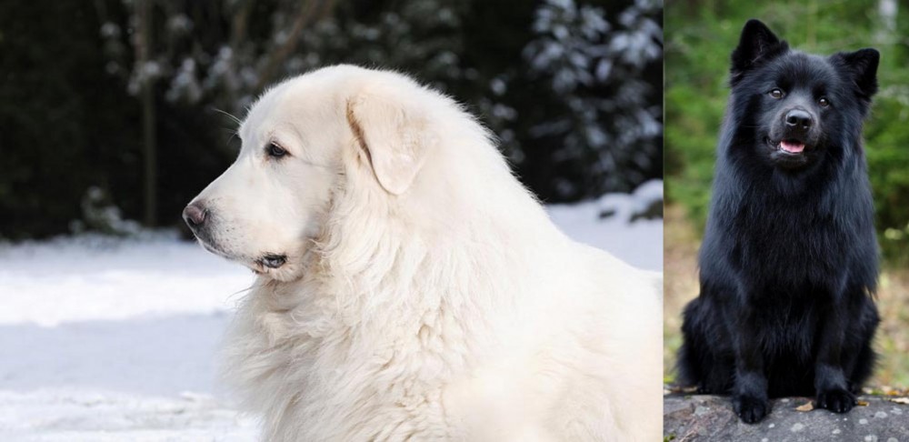 Swedish Lapphund vs Great Pyrenees - Breed Comparison