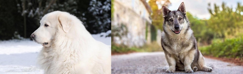 Swedish Vallhund vs Great Pyrenees - Breed Comparison