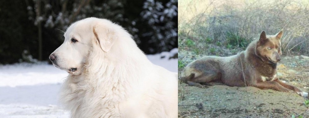 Tahltan Bear Dog vs Great Pyrenees - Breed Comparison