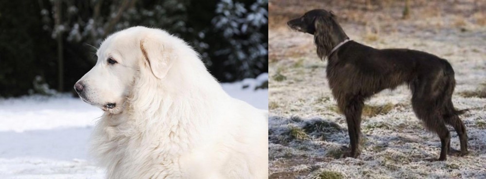 Taigan vs Great Pyrenees - Breed Comparison