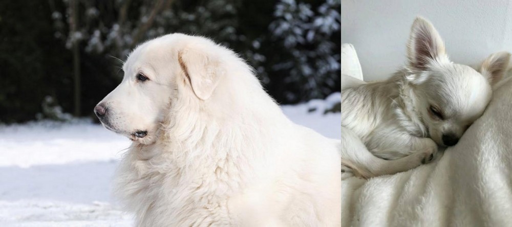 Tea Cup Chihuahua vs Great Pyrenees - Breed Comparison