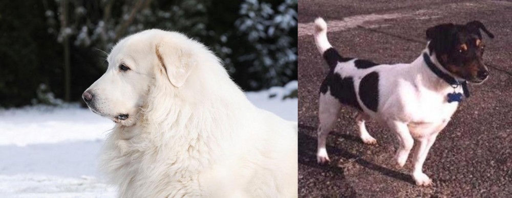 Teddy Roosevelt Terrier vs Great Pyrenees - Breed Comparison