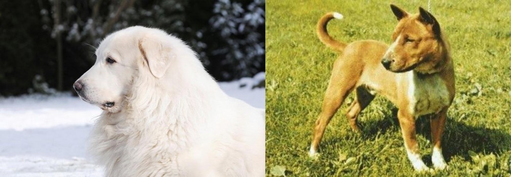 Telomian vs Great Pyrenees - Breed Comparison