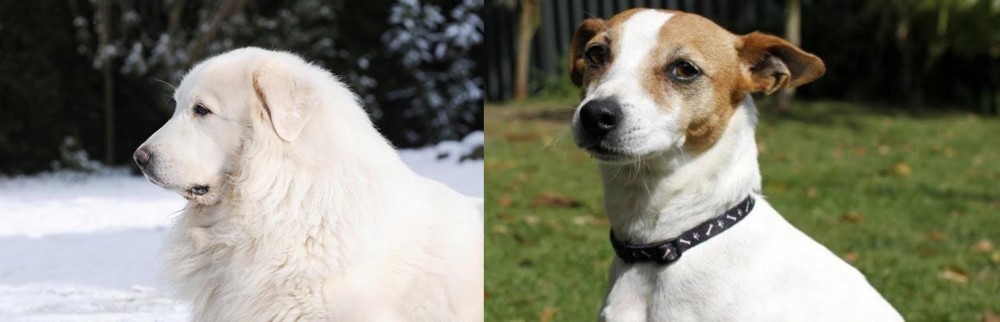 Tenterfield Terrier vs Great Pyrenees - Breed Comparison