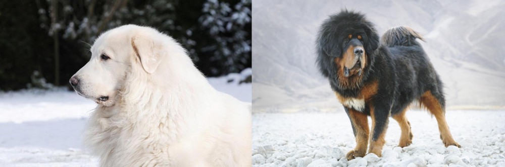 Tibetan Mastiff vs Great Pyrenees - Breed Comparison