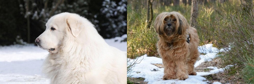 Tibetan Terrier vs Great Pyrenees - Breed Comparison