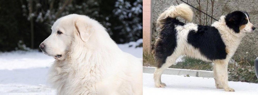 Tornjak vs Great Pyrenees - Breed Comparison