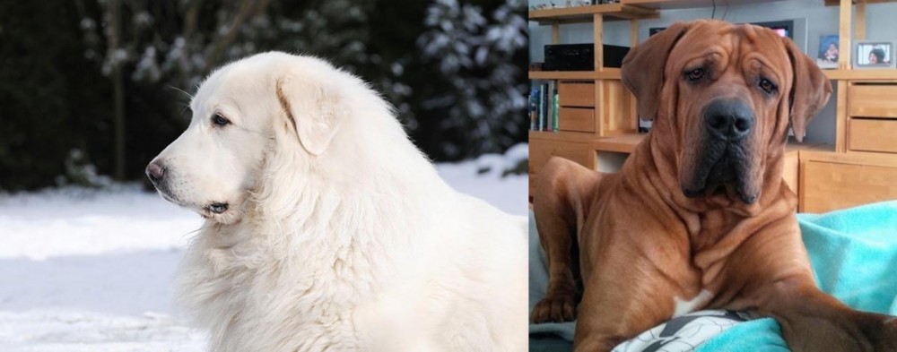 Tosa vs Great Pyrenees - Breed Comparison