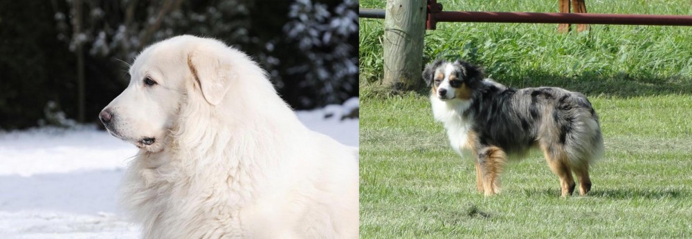 Toy Australian Shepherd vs Great Pyrenees - Breed Comparison