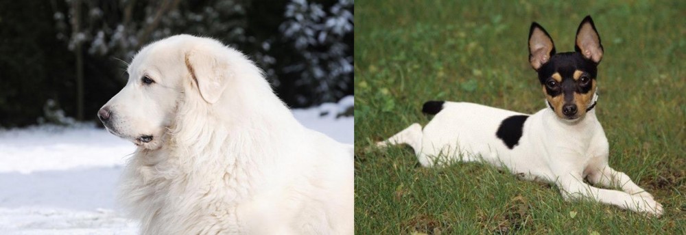 Toy Fox Terrier vs Great Pyrenees - Breed Comparison