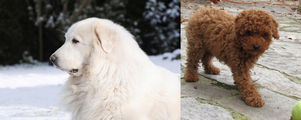 Toy Poodle vs Great Pyrenees - Breed Comparison