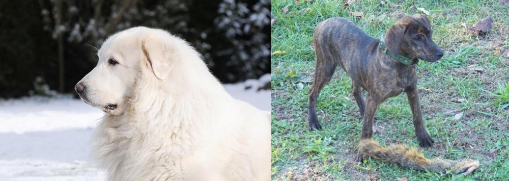 Treeing Cur vs Great Pyrenees - Breed Comparison