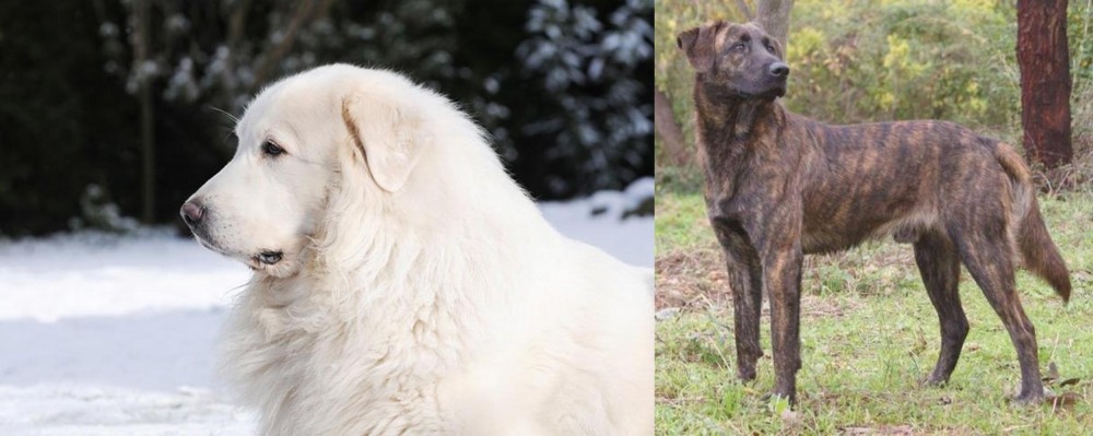 Treeing Tennessee Brindle vs Great Pyrenees - Breed Comparison
