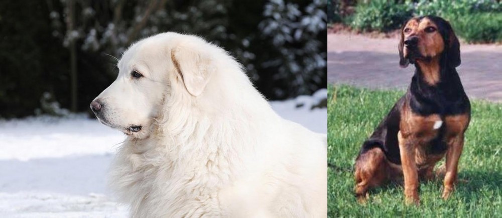 Tyrolean Hound vs Great Pyrenees - Breed Comparison