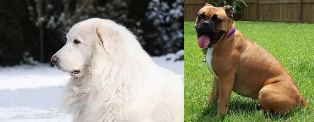 Valley Bulldog vs Great Pyrenees - Breed Comparison