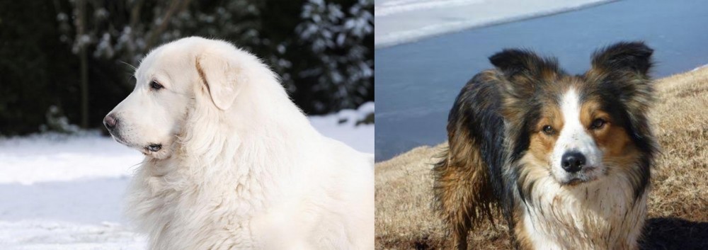 Welsh Sheepdog vs Great Pyrenees - Breed Comparison