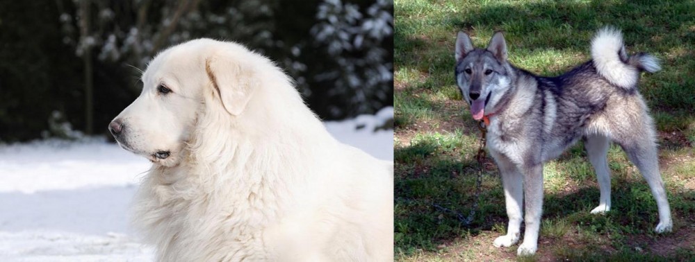 West Siberian Laika vs Great Pyrenees - Breed Comparison